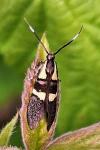 Dasycera oliviella