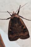 Noctua pronuba