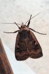Noctua pronuba