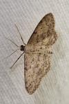 Idaea seriata