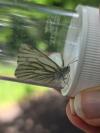 Pieris napi