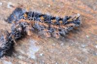Nymphalis polychloros