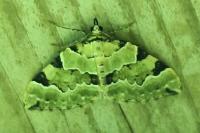 Colostygia pectinataria