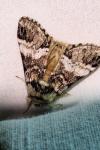 Drymonia dodonaea