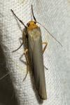 Eilema caniola