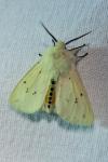 Spilosoma lubricipeda