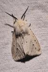 Spilosoma lubricipeda