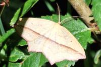 Timandra comae