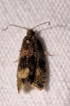 Celypha lacunana
