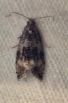 Celypha lacunana