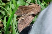 Mythimna albipuncta
