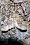 Apamea sordens
