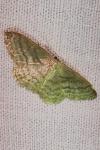 Idaea subsericeata