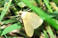 Wittia sororcula