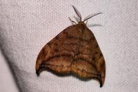 Drepana curvatula