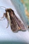 Ochropleura plecta