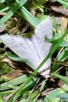 Idaea subsericeata
