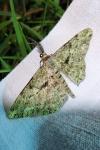Peribatodes rhomboidaria