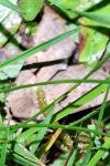 Agrotis exclamationis