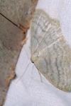 Idaea subsericeata