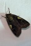 Xestia c-nigrum