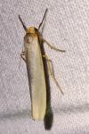 Eilema caniola