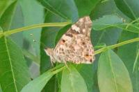 Vanessa cardui