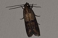 Plodia interpunctella