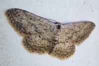 Idaea seriata