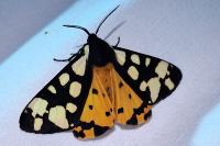 Arctia villica