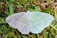 Campaea margaritaria