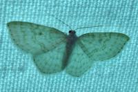 Asthena albulata