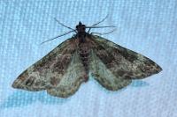 Xanthorhoe spadicearia