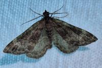 Xanthorhoe spadicearia