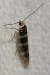Argyresthia trifasciata