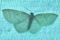 Asthena albulata