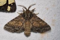 Gluphisia crenata