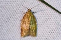 Clepsis consimilana