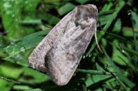 Hoplodrina ambigua