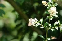 Vanessa cardui