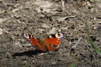Aglais io