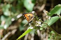 Aglais urticae