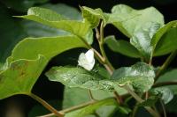 Pieris rapae