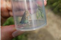 Polyommatus icarus