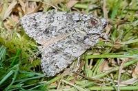 Acronicta rumicis