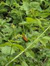 Polygonia c-album