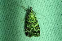 Scoparia pyralella