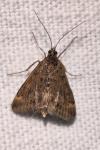 Pyrausta despicata