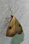 Rivula sericealis