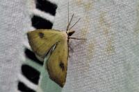 Rivula sericealis